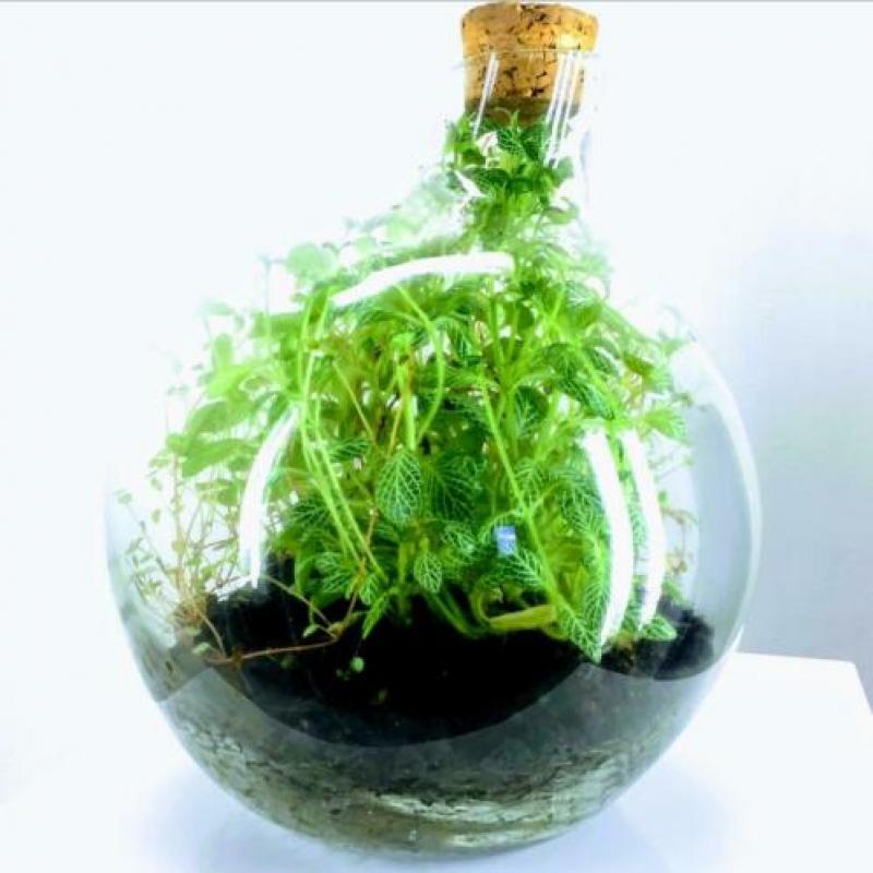 Schattig Terrarium ECHTE PLANTEN