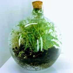 Schattig Terrarium ECHTE PLANTEN