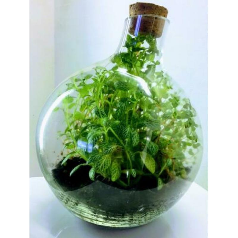 Schattig Terrarium ECHTE PLANTEN