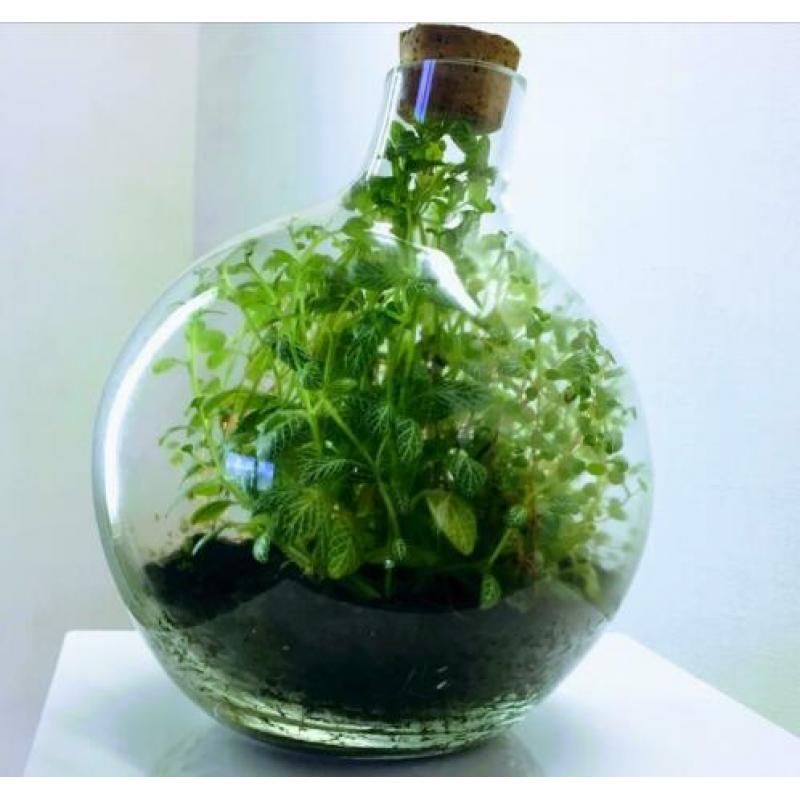 Schattig Terrarium ECHTE PLANTEN