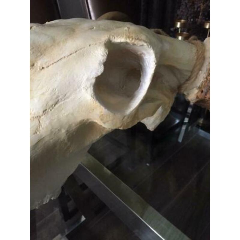 Buffel skull te koop!!!