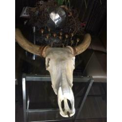 Buffel skull te koop!!!