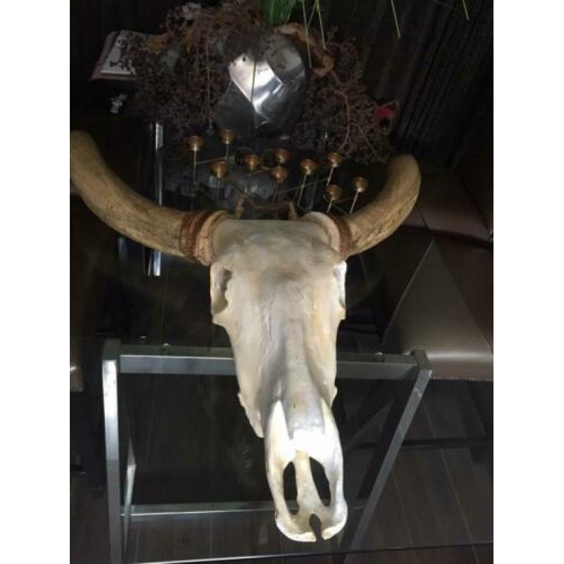 Buffel skull te koop!!!