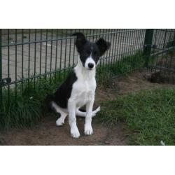 Border Collie pup teefje