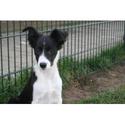 Border Collie pup teefje