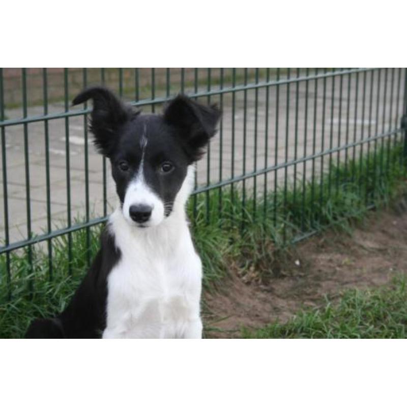 Border Collie pup teefje