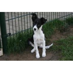 Border Collie pup teefje