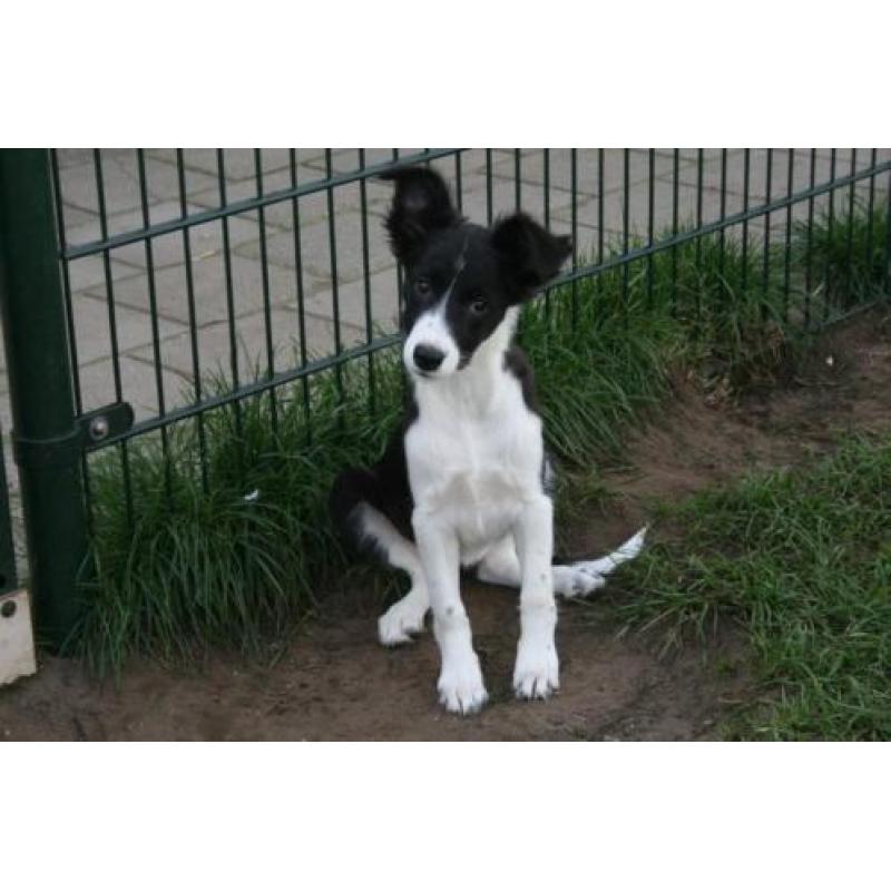 Border Collie pup teefje