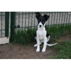 Border Collie pup teefje