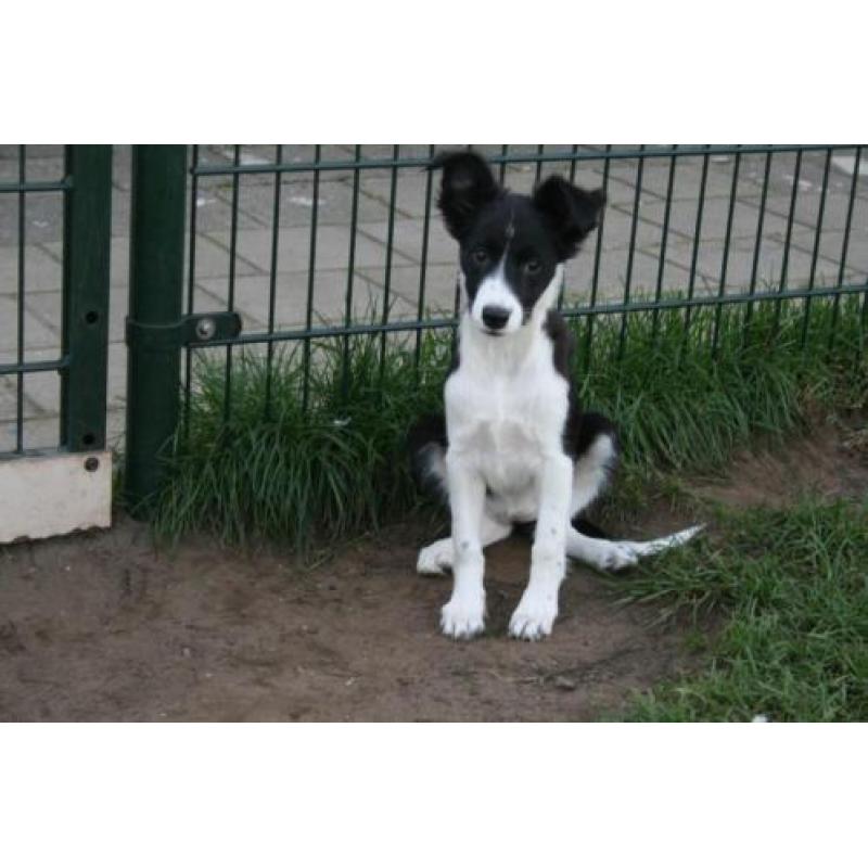 Border Collie pup teefje